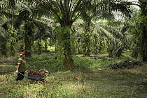 African Oil Palm (Elaeis guineensis) plantation with worker, Sabah, Borneo, Malaysia