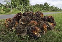 African Oil Palm (Elaeis guineensis) fruits beside a road, Sabah, Borneo, Malaysia