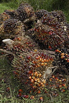 African Oil Palm (Elaeis guineensis) fruits beside a road, Sabah, Borneo, Malaysia