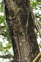 Madagascar Velvet Gecko (Blaesodactylus boivini) camouflaged on tree trunk, Montagne des Francais Reserve, Antsiranana, northern Madagascar