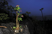 Bottle Tree (Pachypodium sp) growing out of rocks, Montagne des Francais Reserve, Antsiranana, northern Madagascar