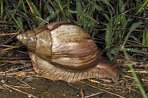 Snail, Montagne des Francais Reserve, Antsiranana, northern Madagascar