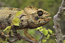Oustalet's Chameleon (Furcifer oustaleti) male, Montagne des Francais Reserve, Antsiranana, northern Madagascar