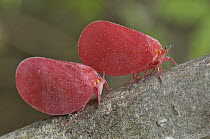 Flatid Leaf Bug (Phromnia rosea) pair, Montagne des Francais Reserve, Madagascar
