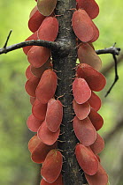 Flatid Leaf Bug (Phromnia rosea) group, Montagne des Francais Reserve, Madagascar