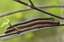 Millipedes mating, Montagne des Francais Reserve, Antsiranana, northern Madagascar