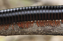 Millipede legs, Montagne des Francais Reserve, Antsiranana, northern Madagascar
