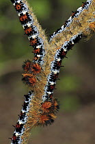 Tent Caterpillar Moth (Lasiocampidae) caterpillars, Montagne des Francais Reserve, Antsiranana, northern Madagascar