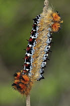 Tent Caterpillar Moth (Lasiocampidae) caterpillars, Montagne des Francais Reserve, Antsiranana, northern Madagascar