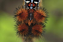 Tent Caterpillar Moth (Lasiocampidae) caterpillar, Montagne des Francais Reserve, Antsiranana, northern Madagascar