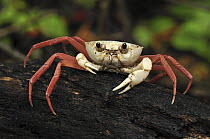 Crab (Madagapotamon humberti), Montagne des Francais Reserve, Antsiranana, northern Madagascar
