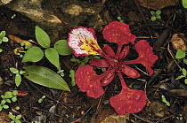 Royal Poinciana (Delonix regia) flower on forest floor, Montagne des Francais Reserve, Antsiranana, northern Madagascar