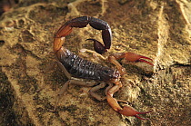 Scorpion in defensive posture, Montagne des Francais Reserve, Antsiranana, northern Madagascar