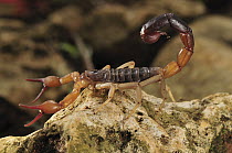 Scorpion in defensive posture, Montagne des Francais Reserve, Antsiranana, northern Madagascar