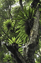 Bird's Nest Fern (Asplenium nidus) in rainforest, Montagne D'Ambre National Park, Antsiranana, northern Madagascar
