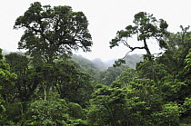Tropical rainforest, Montagne D'Ambre National Park, Madagascar