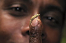 Nosy Be Pygmy Leaf Chameleon (Brookesia minima) on human finger, Montagne D'Ambre National Park, Madagascar