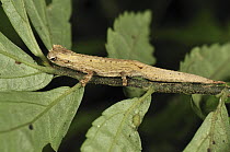 Mount d'Ambre Leaf Chameleon (Brookesia tuberculata), Montagne D'Ambre National Park, Antsiranana, northern Madagascar