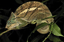 O'shaughnessy's Chameleon (Calumma oshaughnessyi) male at night, Montagne D'Ambre National Park, Antsiranana, northern Madagascar