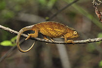 O'shaughnessy's Chameleon (Calumma oshaughnessyi) female, Montagne D'Ambre National Park, Antsiranana, northern Madagascar