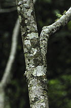 Leaf-tailed Gecko (Uroplatus sikorae) camouflaged on tree trunk, Montagne D'Ambre National Park, Madagascar