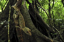 Leaf-tailed Gecko (Uroplatus sikorae) on buttress root, Montagne D'Ambre National Park, Madagascar