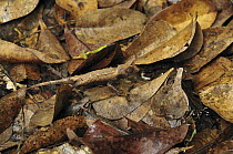 Plated Leaf Chameleon (Brookesia stumpffi) camouflaged on leaf litter, Ankarana Special Reserve, northern Madagascar