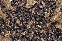 Bats roosting inside Ankarana Cavern, Ankarana Special Reserve, Madagascar