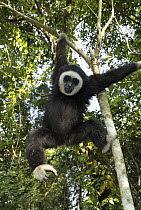 White-handed Gibbon (Hylobates lar) juvenile hanging in tree, Thailand