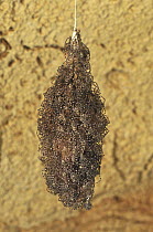 Nest of spiderings, Ankarana Cavern, Ankarana Special Reserve, northern Madagascar