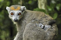 Crowned Lemur (Eulemur coronatus) female with sleeping baby, Ankarana Special Reserve, Madagascar