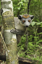 Crowned Lemur (Eulemur coronatus) female, Ankarana Special Reserve, Madagascar