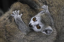 Crowned Lemur (Eulemur coronatus) baby, Ankarana Special Reserve, Madagascar