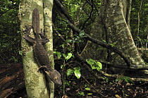 Henkel's Leaf-tailed Gecko (Uroplatus henkeli) on tree trunk, Ankarana Special Reserve, Madagascar