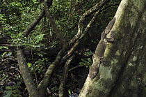 Henkel's Leaf-tailed Gecko (Uroplatus henkeli) on tree trunk, Ankarana Special Reserve, Madagascar