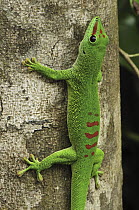 Madagascar Day Gecko (Phelsuma madagascariensis) on tree trunk, Ankarana Special Reserve, northern Madagascar