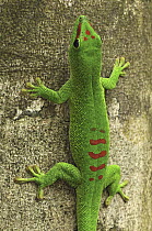 Madagascar Day Gecko (Phelsuma madagascariensis) on tree trunk, Ankarana Special Reserve, northern Madagascar