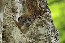 Ankarana Sportive Lemur (Lepilemur ankaranensis) peeking out of nest hole, Ankarana Special Reserve, northern Madagascar