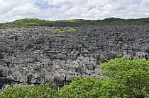 Tsingy landscape made of eroded limestone pinnacles, Ankarana Special Reserve, northern Madagascar