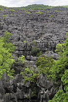 Tsingy landscape made of eroded limestone pinnacles, Ankarana Special Reserve, northern Madagascar