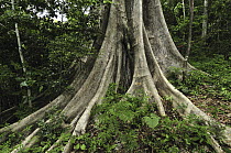 Buttress tree trunk, Ankarana Special Reserve, northern Madagascar