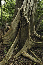 Giant Strangler Fig (Ficus aurea) buttress roots, Ankarana Special Reserve, northern Madagascar