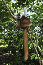 Black Lemur (Lemur macaco) female, Lokobe Nature Special Reserve, Madagascar