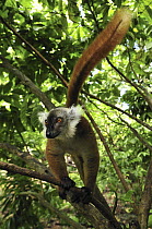 Black Lemur (Lemur macaco) female, Lokobe Nature Special Reserve, Madagascar