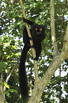 Black Lemur (Lemur macaco) male, Lokobe Nature Special Reserve, Madagascar