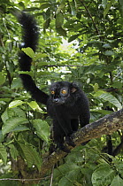 Black Lemur (Lemur macaco) male, Lokobe Nature Special Reserve, Madagascar