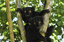 Black Lemur (Lemur macaco) males, Lokobe Nature Special Reserve, Madagascar