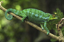 Panther Chameleon (Chamaeleo pardalis) male, Lokobe Nature Special Reserve, Madagascar