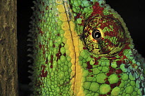 Panther Chameleon (Chamaeleo pardalis) male, Lokobe Nature Special Reserve, Madagascar