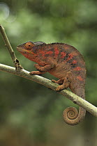Panther Chameleon (Chamaeleo pardalis) female, Lokobe Nature Special Reserve, Madagascar